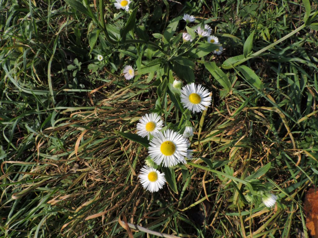 Erigeron annuus